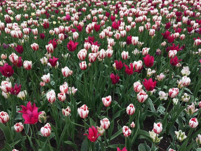 The Tulips at Dow’s Lake, Ottawa, Canada(The red and white tulip is the symbol of Parkinson’t Disease)Photo Credit: P. Dunlap (thanks Pete!)